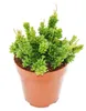 Rhipsalis mesembryanthemoides - cactus corail - en pot de Voir les images du produit 1