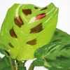 Maranta variegata, pianta ornamentale, pianta da interno, Anteprima dell’immagine prodotto 3