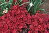 Stauden Gänge 3 x Heuchera Hybride 'Cherry Cola' im 1 Liter Produktbild-Vorschau 4