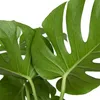 Monstera Deliciosa, Fensterblatt, Zimmerpflanze, 70-80 cm, Produktbild-Vorschau 6