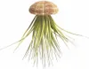 Seeigelgehäuse Alfonso 6-8cm | Toxopneustes pileolus Produktbild-Vorschau 5