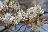 Lot de 4 amélanchiers - Amelanchier lamarckii - Hauteur 25 Voir les images du produit 2