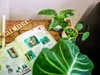 Gardners Philodendron White Princess, priemer 6 cm Náhľad obrázku produktu 2