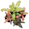4er Set Erdbromelie - Cryptanthus - buntlaubige Pflanze - Produktbild-Vorschau 1