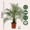 Zwergdattelpalme - Phoenix roebelenii - Höhe 80-90cm - Produktbild-Vorschau 2