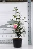 Camellia japonica in species-and var - Camellia japonica in Podgląd zdjęcia produktu 2