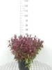 Leucothoe 'Zeblid' ('scarletta') - Traubenheide 40- 50 cm - Podgląd zdjęcia produktu 1