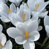 Krokus Jeanne d'Arc, witte bloembollen, 50 stuks. Productafbeelding-voorbeeld 7