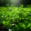 EcoDeco - Semences de trèfle nain pour gazon - Mélange de Voir les images du produit 15