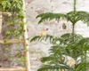Bloomique - Araucaria Heterophylla - Araucaria de Norfolk - Voir les images du produit 2