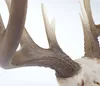 Deko Skull 58cm, Polyresin Hirschgeweih Kopf Trophäe, Produktbild-Vorschau 5