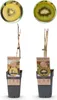 GreenboutiQ - Obstpflanze - Grüne & Gelbe Kiwi - Actinidia Produktbild-Vorschau 1