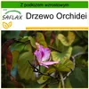 SAFLAX - Drzewo Orchidei - 8 Nasiona - Z podłożem uprawowym Podgląd zdjęcia produktu 9