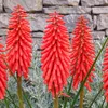 Stauden Gänge 1 x Kniphofia 'Redhot Popsicle' - Rote Produktbild-Vorschau 3