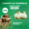 Amaryllis Zwiebel Striped Passion - 1 Blumenzwiebel in Produktbild-Vorschau 4