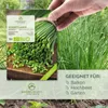 Semi di erba cipollina biologica - semi di erbe da cucina Anteprima dell’immagine prodotto 2