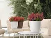 LECHUZA-Pot de plantes CLASSICO Color 18 Blanc | Pot de Voir les images du produit 14