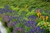 Stauden Gänge 1 x Salvia nemorosa 'Ostfriesland' im 1 Liter Produktbild-Vorschau 5
