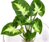 Dehner Waterplant Purpurtute, Syngonium podophyllum Arrow, Produktbild-Vorschau 3