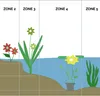 Bloomique - Hippuris Vulgaris - Lidstem - Rośliny do oczek Podgląd zdjęcia produktu 5