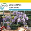 SAFLAX Kultivačný set - africká vistéria - Bolusanthus Náhľad obrázku produktu 5
