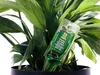 A close-up of a plant with a single-use plant nutrient applicator inserted into the soil. Produktbild-Vorschau