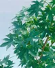 Liquidambar styraciflua 'Worplesdon', Amberbaum, 80–100 cm Produktbild-Vorschau 11