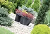 Two black planters with red and green plants are placed on a gravel path in a garden setting, surrounded by various green shrubs and trees. Náhľad obrázku produktu