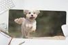 MuchoWow® Mauspad Mousepad Ein Shih Tzu Hund hüpft durch Produktbild-Vorschau 5