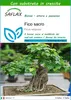 SAFLAX  - Fico sacro - 100 semi - Con substrato - Ficus Anteprima dell’immagine prodotto 1