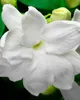 Yodeyma - Mia-W-100ml - Parfums - Femme Voir les images du produit 4