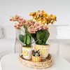 Kolibri Orchids – oranžová orchidej Phalaenopsis – výška 35 Náhled obrázku produktu 8