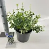 Euonymus 'Harlequin' - fusain | 35-40 cm en pot Voir les images du produit 1