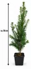 Evropský tis (Taxus baccata), výška cca 50 cm – Vždyzelený, Náhled obrázku produktu 5