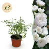 Záhradná ruža Rosa White Fairy, sada 3 ks - mrazuvzdorná, Náhľad obrázku produktu 2