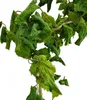 Korkenzieherhasel Corylus avellana " Twister" Hochstamm 125 Produktbild-Vorschau 3