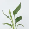 Strelicja - 3 szt - Strelitzia reginea - Wysokość 25-40cm - Podgląd zdjęcia produktu 3