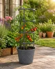 Aga Fioriera per coltivare pomodori 30x24x100 cm Anteprima dell’immagine prodotto 7