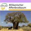 SAFLAX - Afrikanischer Affenbrotbaum - 6 Samen - Adansonia Produktbild-Vorschau 11