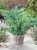 Juniperus squamata 'Blue Swede', blauer Zwergwacholder, Produktbild-Vorschau 4