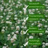Samenshop24®  Weißer Steinklee (Bokharaklee), melilotus Produktbild-Vorschau 3