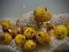 LK Baits Nutrigo Balanc 200ml gusto Monster Crab: diametro Anteprima dell’immagine prodotto 13