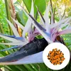 Exotické semená - Strelitzia Nicolai - balenie 10 ks - Náhľad obrázku produktu 1