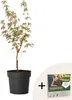 Klon japoński - Acer palmatum 'Taylor' - Wysokość 50-60cm - Podgląd zdjęcia produktu 1