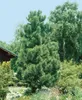 Pinus cembra, Zirbelkiefer, 60–70 cm Produktbild-Vorschau 8