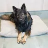 4L Textil MOLLY Hundekissen flauschig Cord Hundebett Grosse Produktbild-Vorschau 5