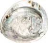Abalone Muschel 14–17 cm Haliotis midae Räucherschale Produktbild-Vorschau 1