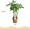Green BoutiQ - Green, c'est... Plantes d'intérieur - Voir les images du produit 3