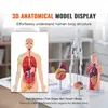 Anatomical models of the human body displayed on a table. Náhled obrázku produktu