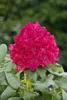 Rhododendron Hybr. 'Renata', rot, 30–40 cm Produktbild-Vorschau 3